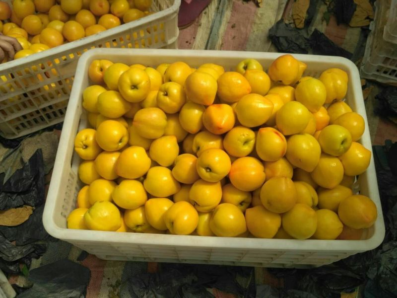 中油4号油桃套袋黄桃