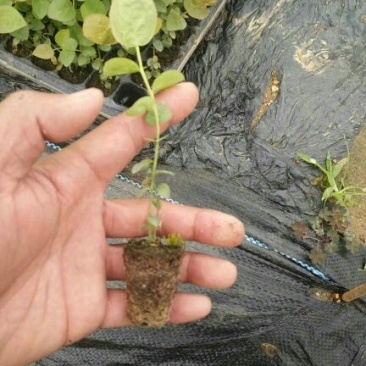 蓝莓苗1一2年以上