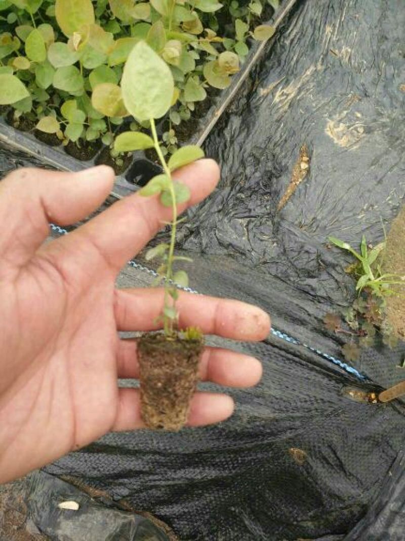 蓝莓苗1一2年以上