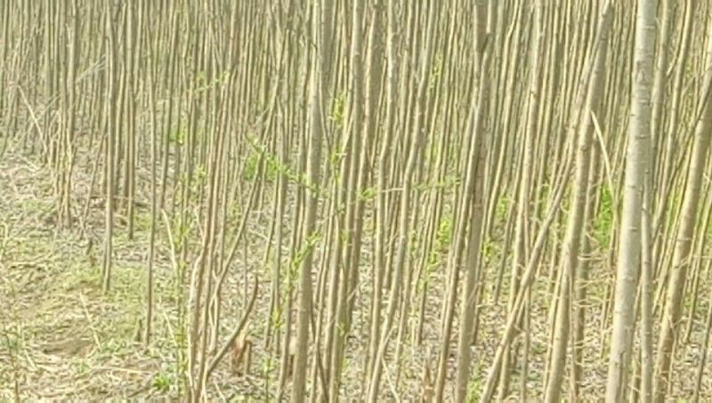 柳树4~6cm4cm以下3~3.5米