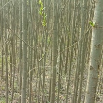 柳树4~6cm4cm以下3~3.5米