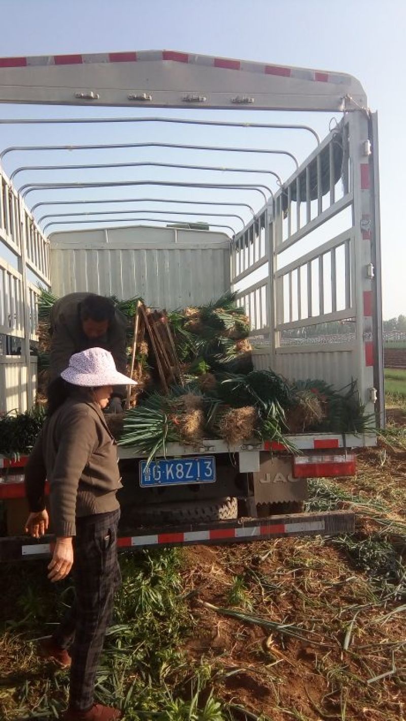 铁杆大葱葱苗.质量有保障所有品种签合同开发票