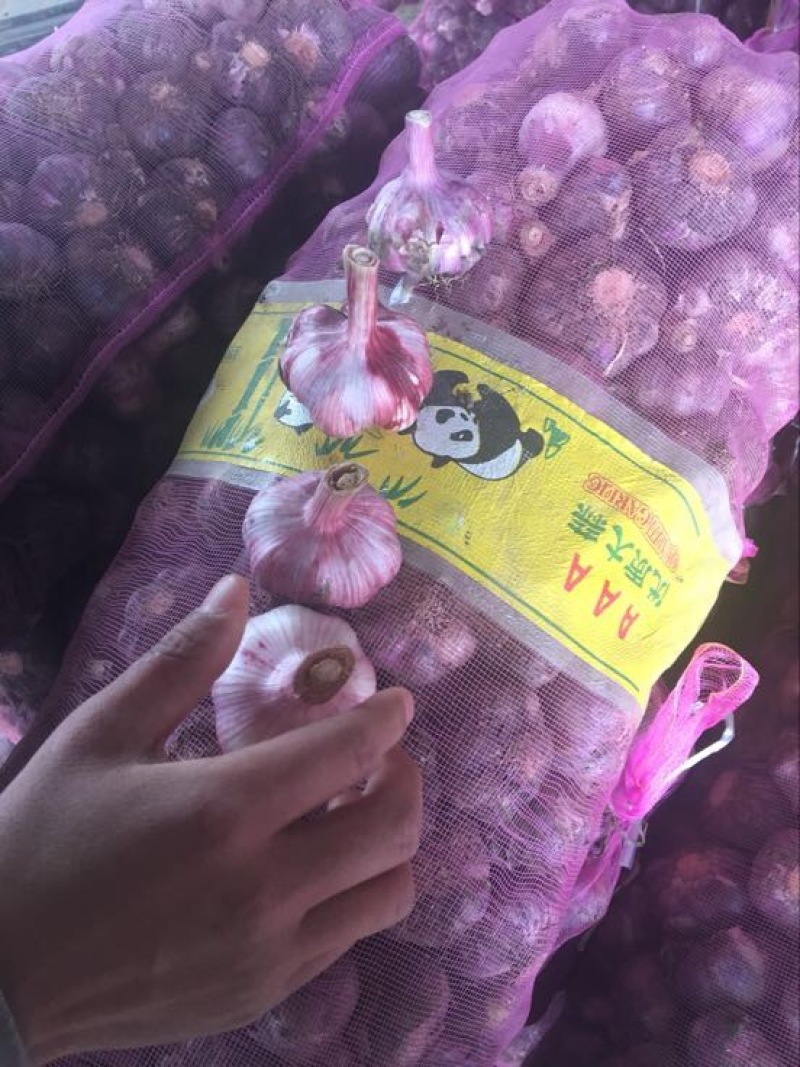 鲜蒜现大量上市，质量好价格实惠随到随装。