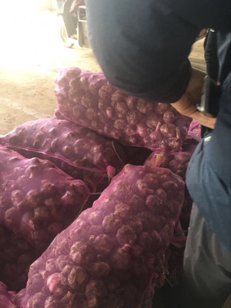 鲜蒜现大量上市，质量好价格实惠随到随装。