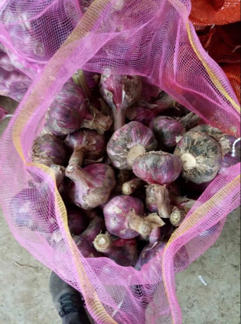 鲜蒜现大量上市，质量好价格实惠随到随装。
