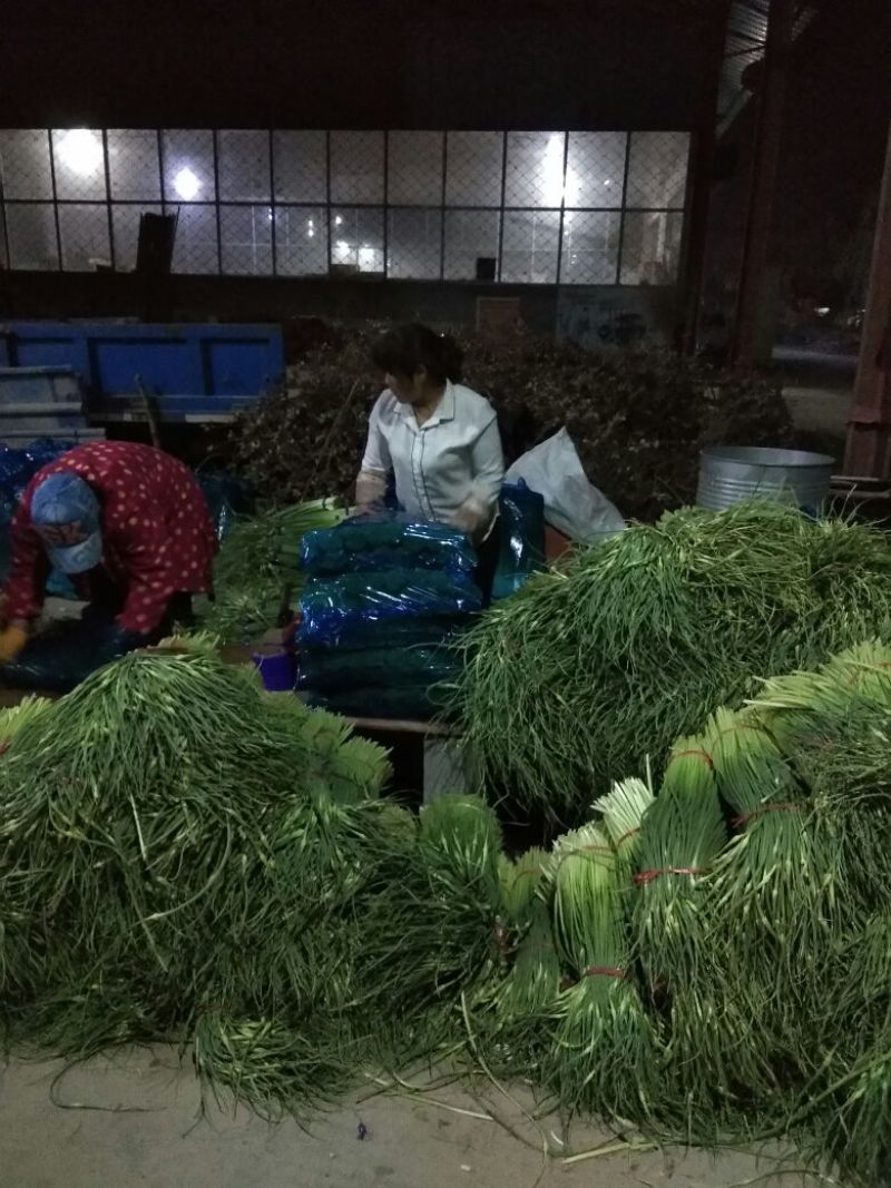 杂交蒜薹通货40~50cm