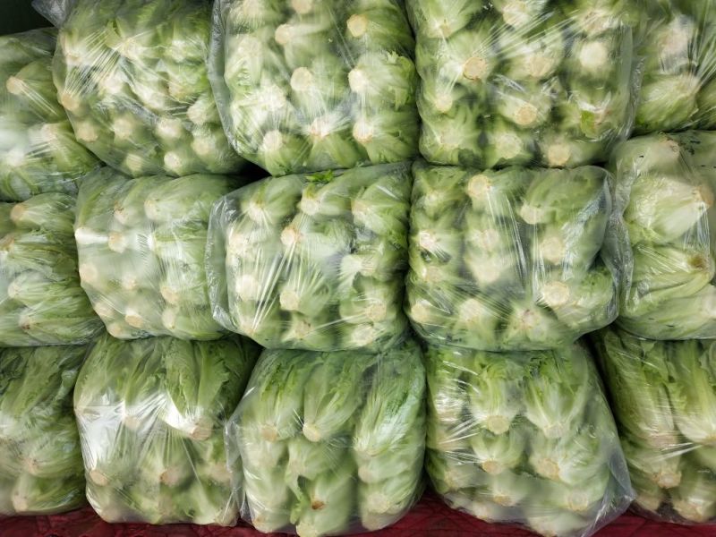 生菜内黄县意大利生菜5两~6两