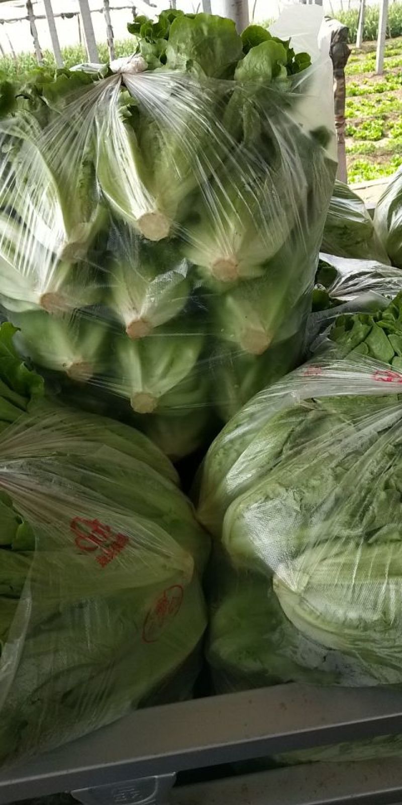 生菜内黄县意大利生菜5两~6两