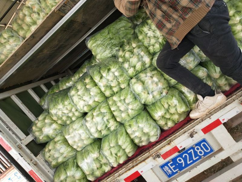 生菜内黄县意大利生菜5两~6两