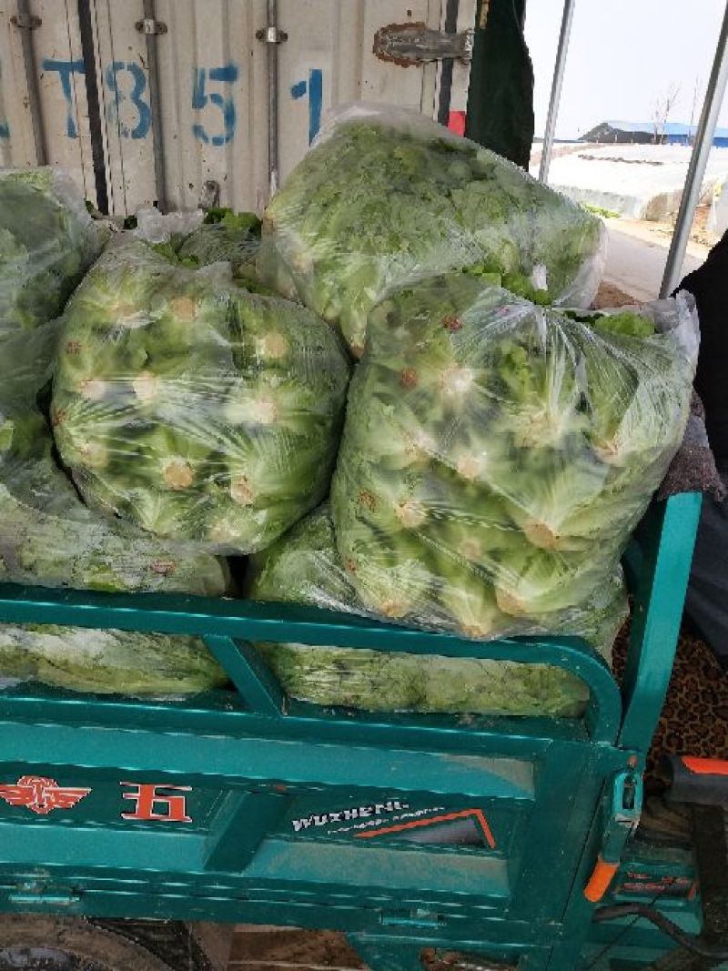 生菜内黄县意大利生菜5两~6两