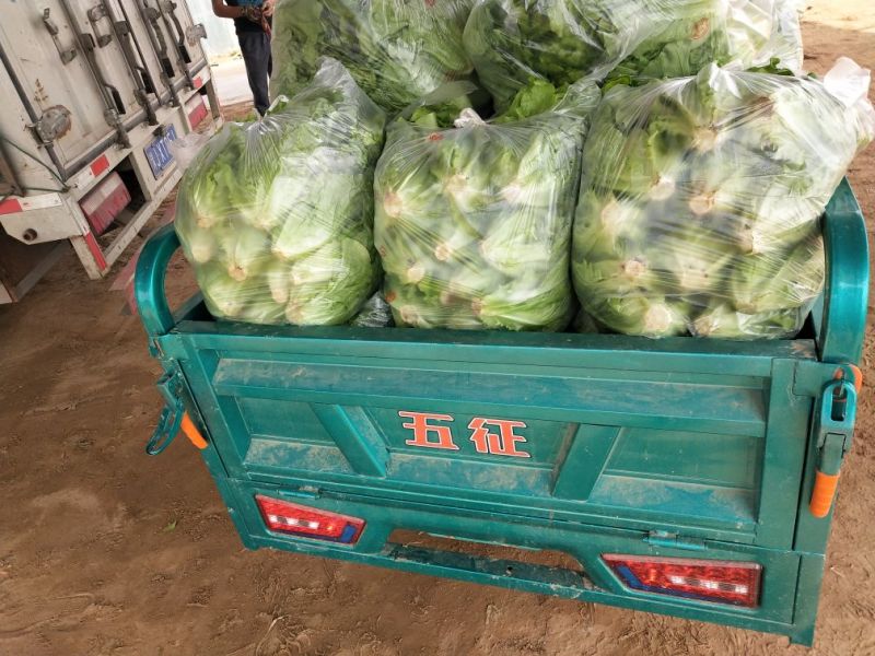 生菜内黄县意大利生菜5两~6两