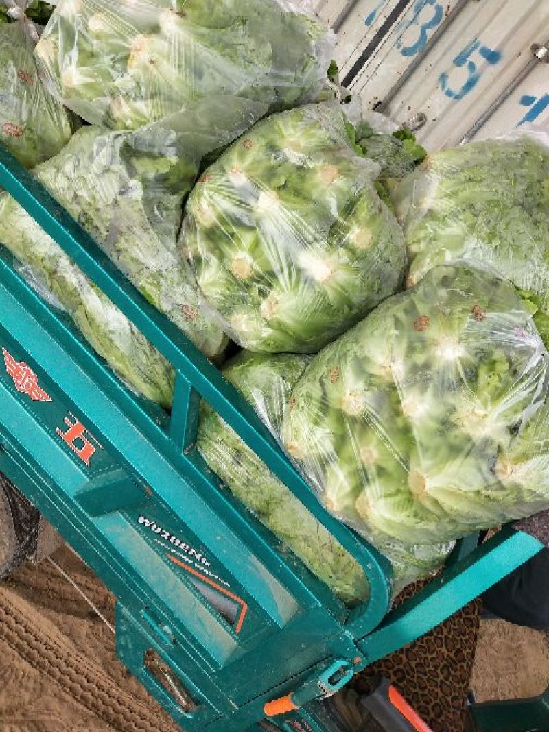 生菜内黄县意大利生菜5两~6两
