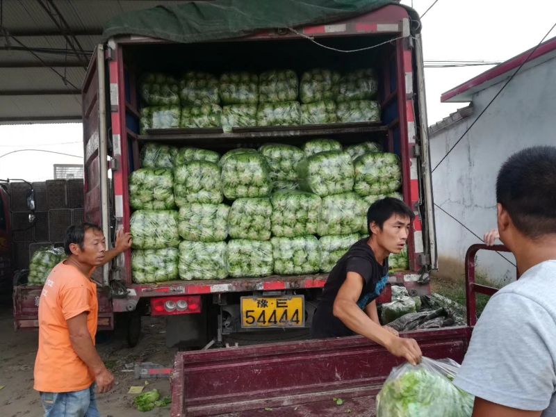 生菜内黄县意大利生菜5两~6两