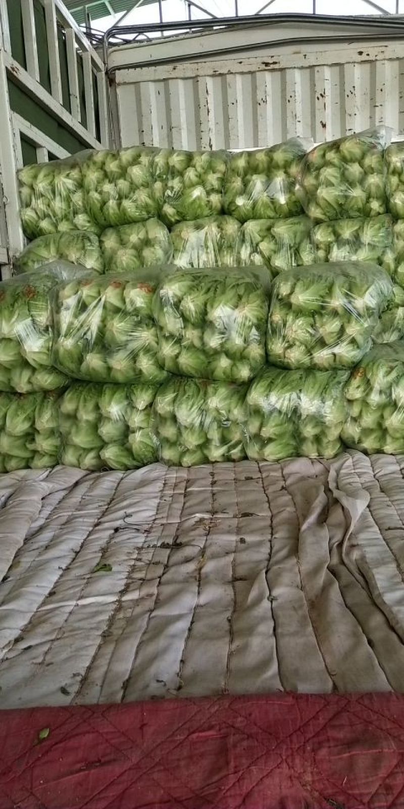 生菜内黄县意大利生菜5两~6两