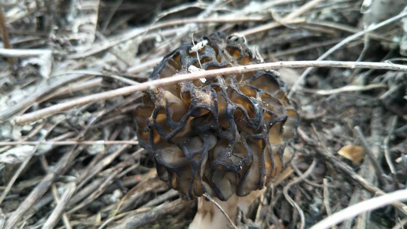 羊肚菌野生羊肚菌