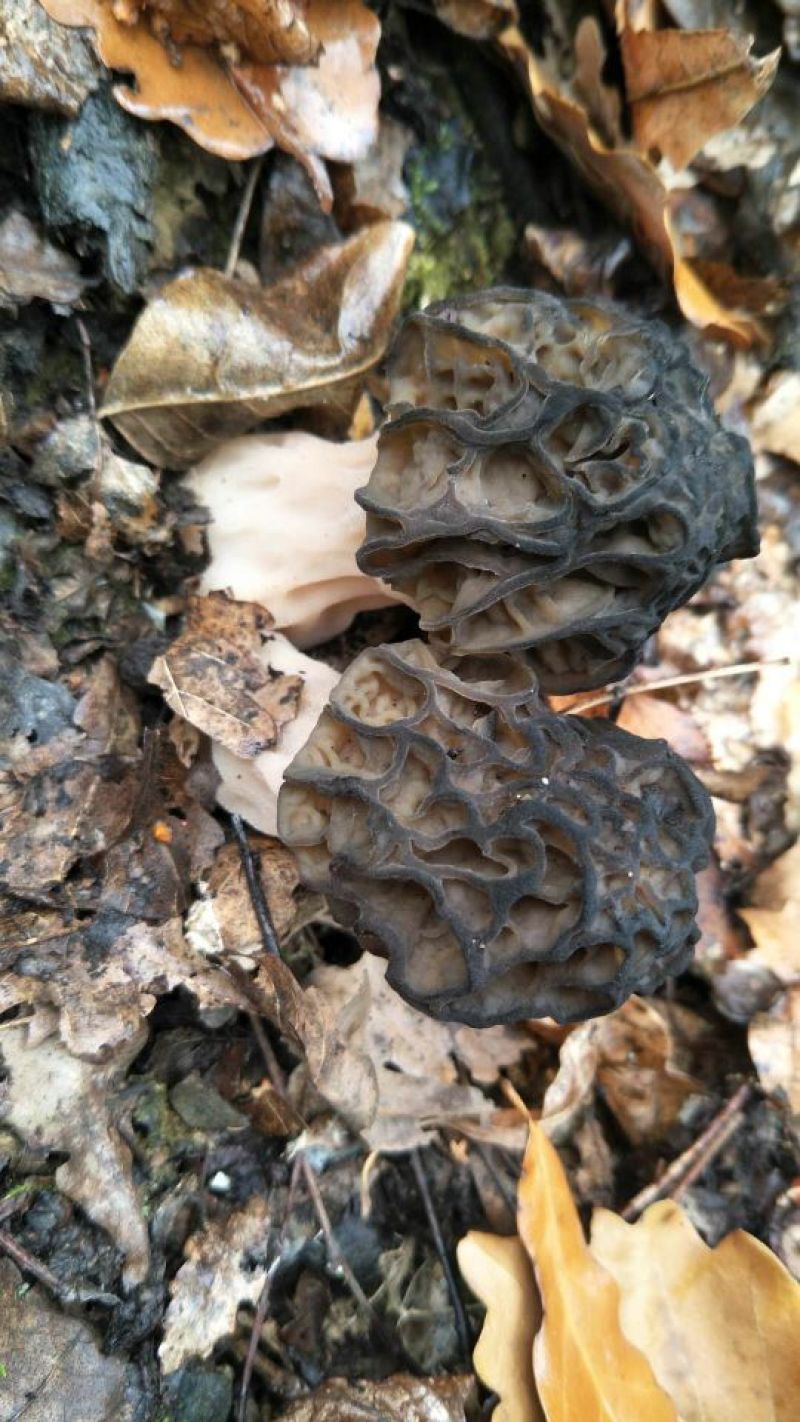 羊肚菌野生羊肚菌