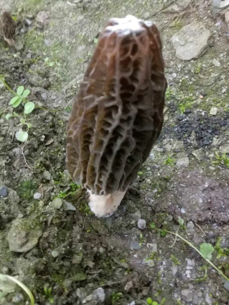 羊肚菌野生羊肚菌