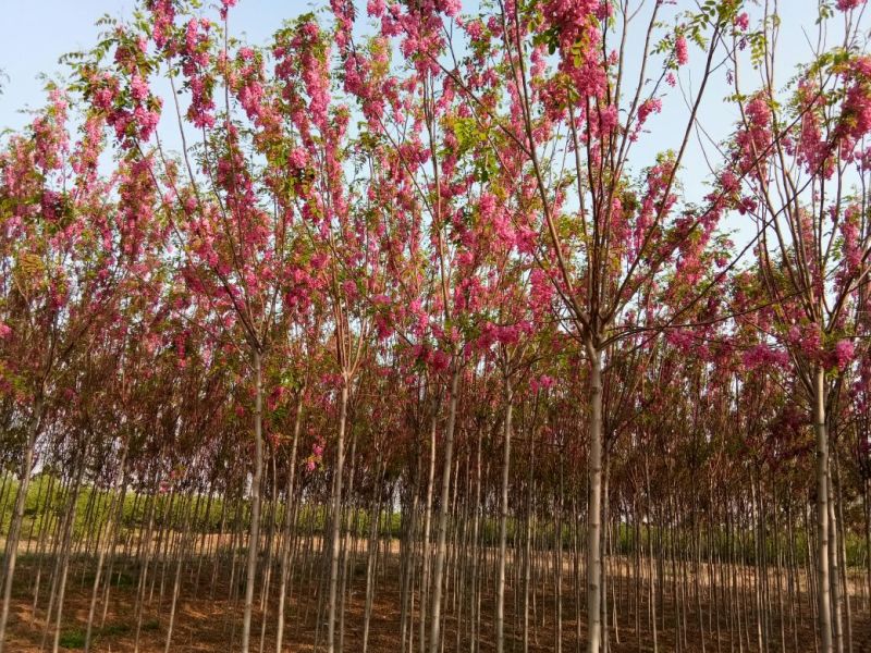 香花槐树苗30~40cm