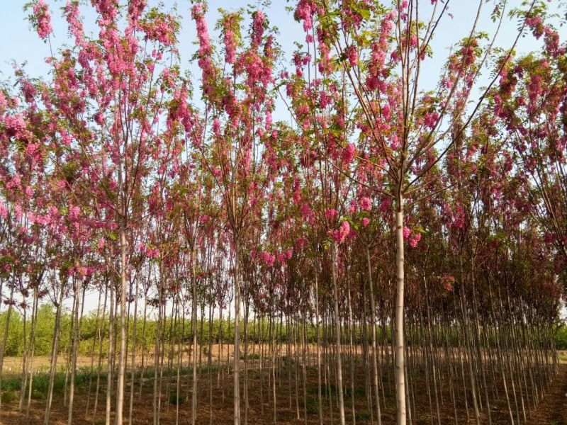 香花槐树苗30~40cm