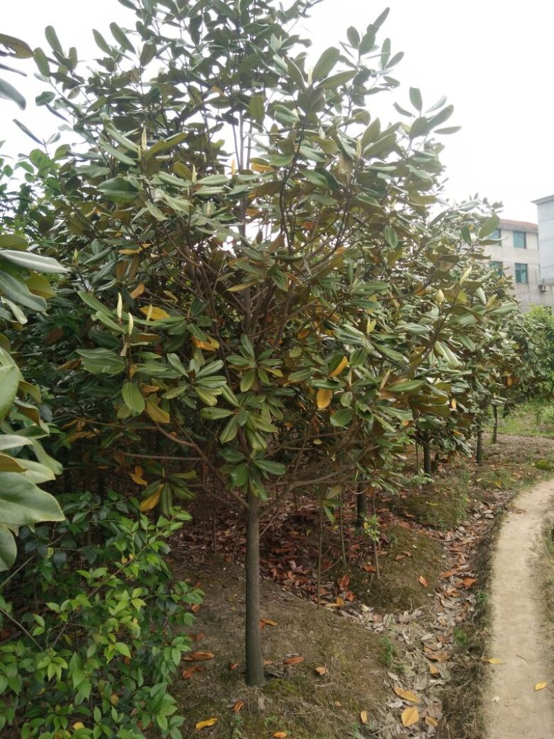 广玉兰6~8cm