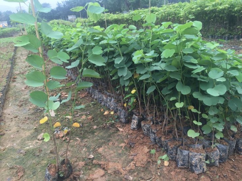 宫粉紫荆2~4cm4cm以下0.5~1米