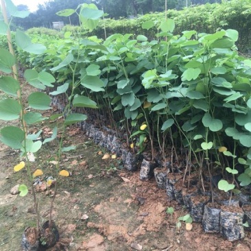 宫粉紫荆2~4cm4cm以下0.5~1米