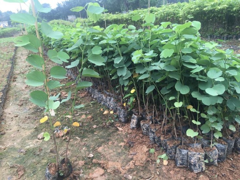 宫粉紫荆2~4cm4cm以下0.5~1米