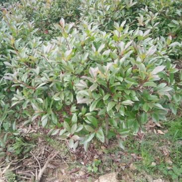 红叶石楠2~4cm4cm以下0.5~1米