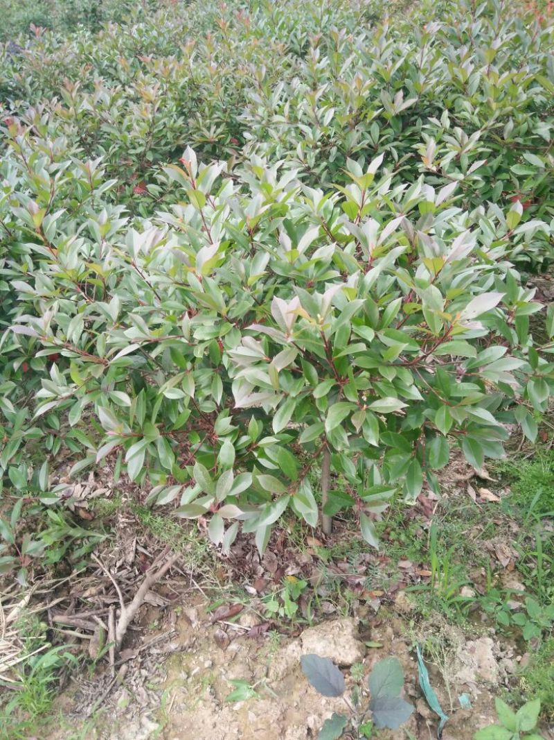 红叶石楠2~4cm4cm以下0.5~1米