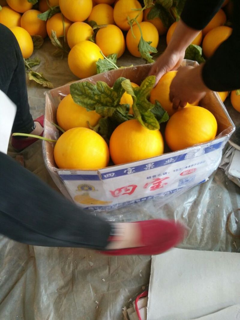 【牛商优选】九红瑞香瓜，基地种植大量供应视频看货