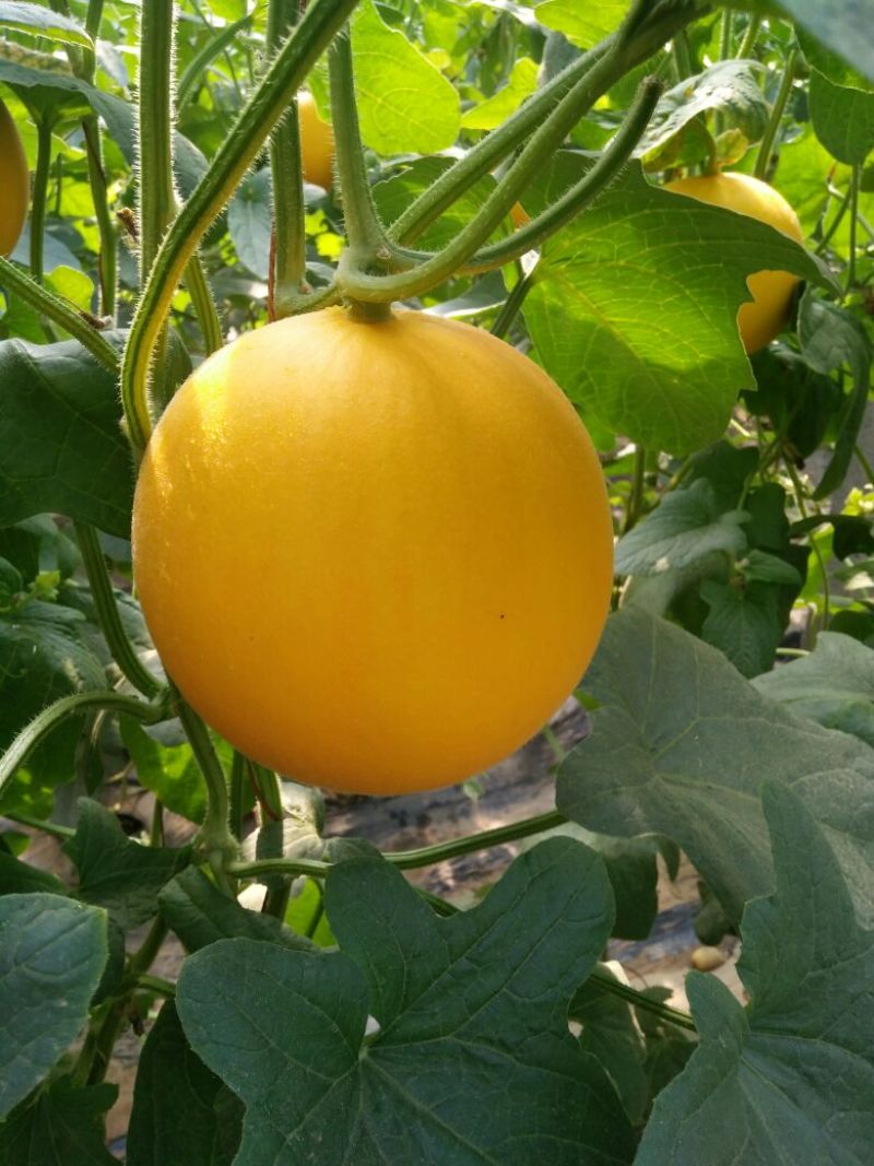 【牛商优选】九红瑞香瓜，基地种植大量供应视频看货