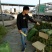 长豆角（15厘米以上）基地直供量大从优欢迎咨询