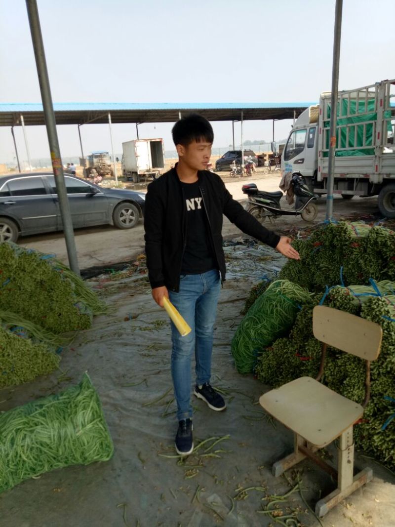 长豆角（15厘米以上）基地直供量大从优欢迎咨询