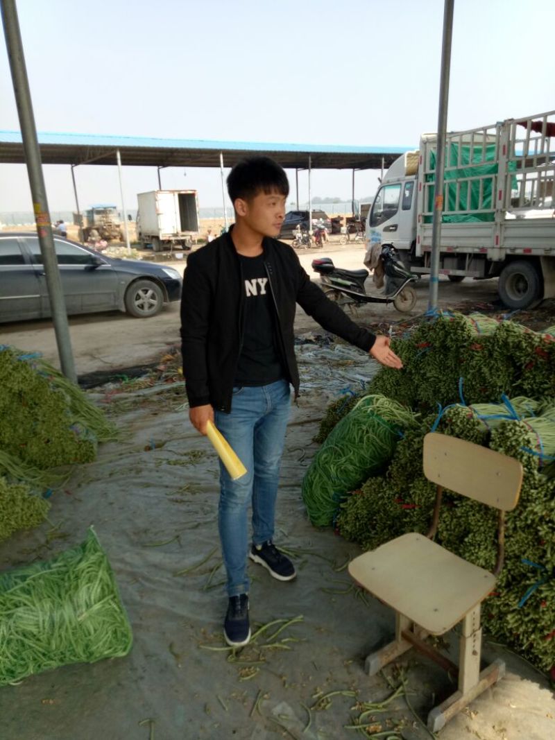 长豆角（15厘米以上）基地直供量大从优欢迎咨询