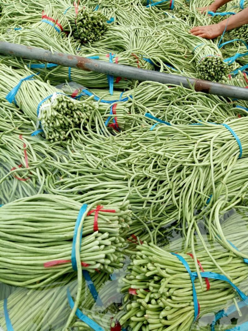 长豆角（15厘米以上）基地直供量大从优欢迎咨询