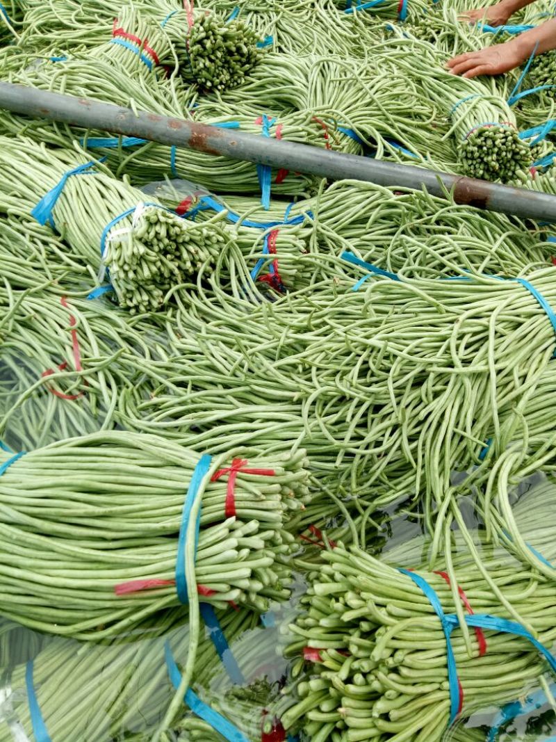 长豆角（15厘米以上）基地直供量大从优欢迎咨询