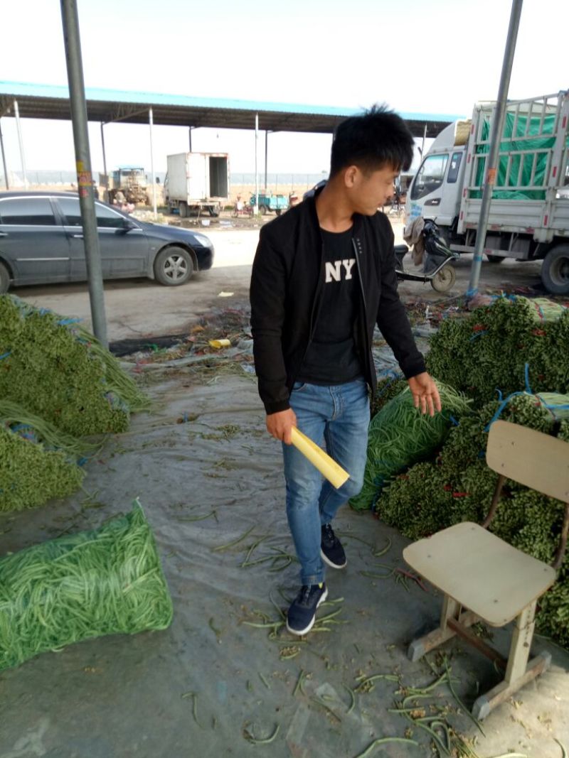 长豆角（15厘米以上）基地直供量大从优欢迎咨询