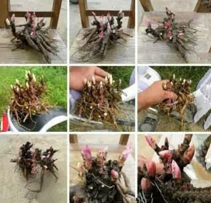 芍药根块荷兰进口芍药花根种子籽多年生四季开花