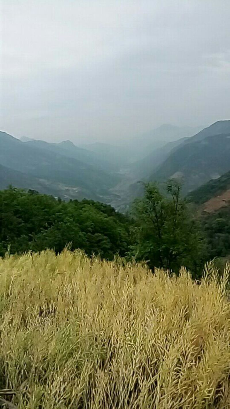 山地合作101~1000亩10~30年
