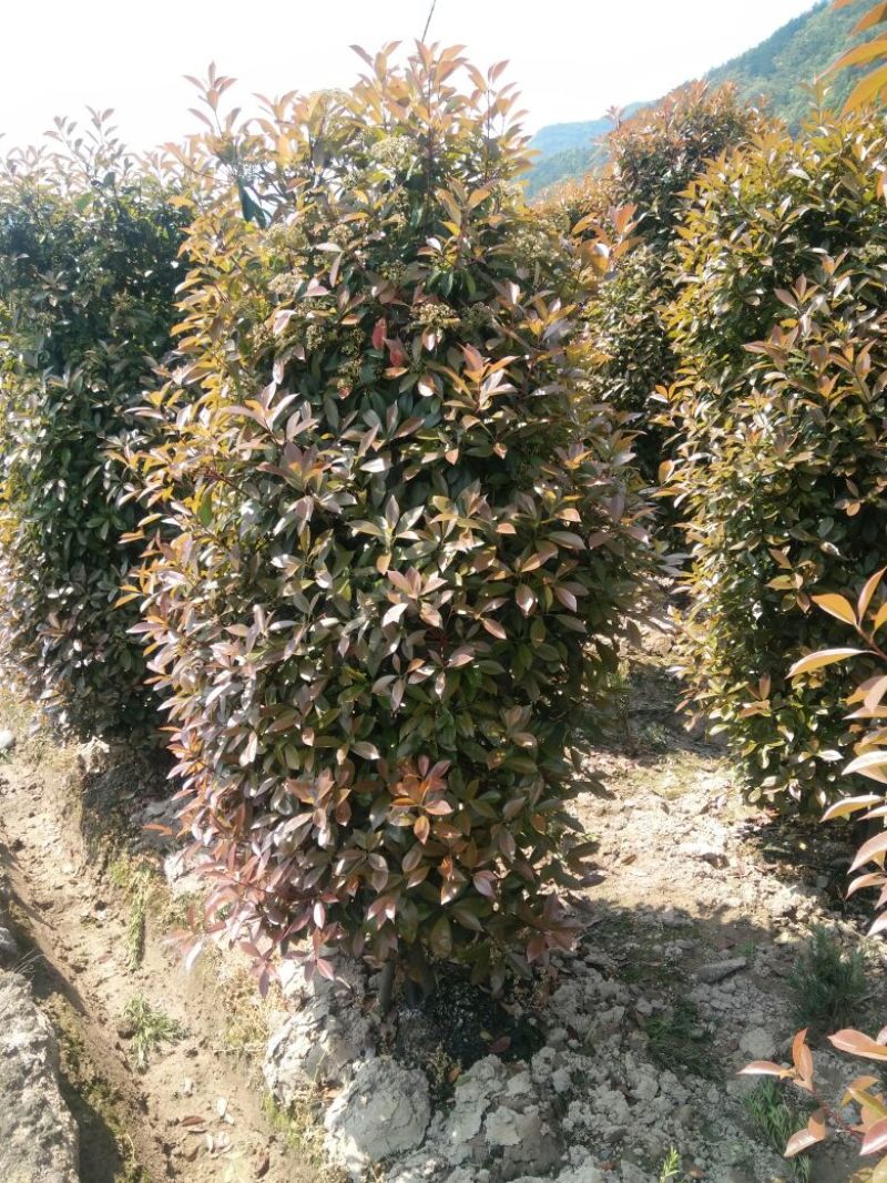 红叶石楠柱2~4cm4cm以下1.5~2米