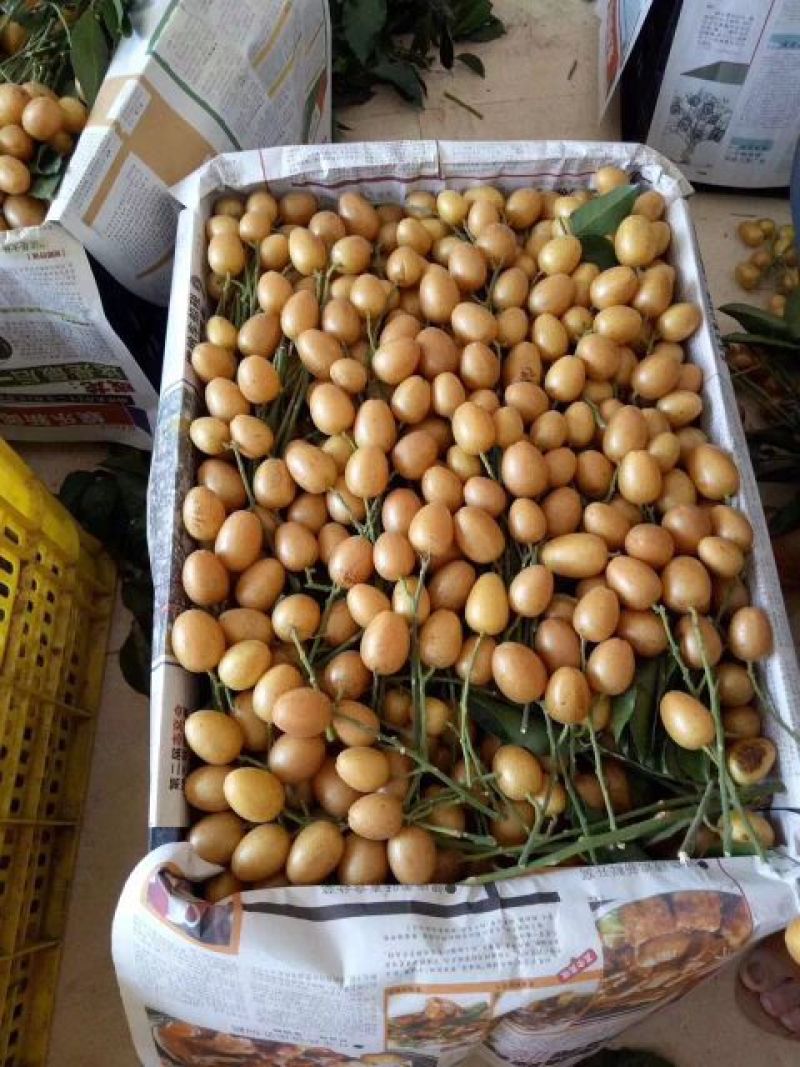 无核黄皮苗50~80cm，优质苗木，高产，稳产