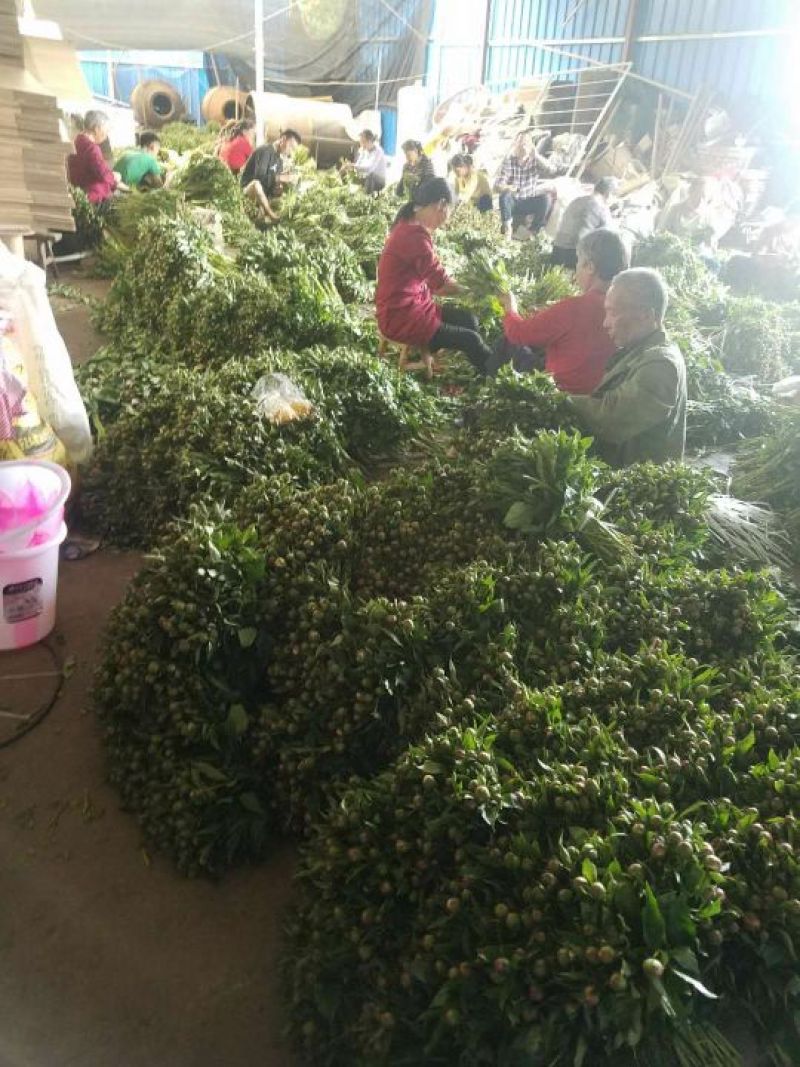 芍药鲜切花，观赏芍药，切花芍药，盆栽芍药，鲜花芍药