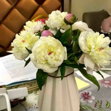 芍药鲜切花，观赏芍药，切花芍药，盆栽芍药，鲜花芍药