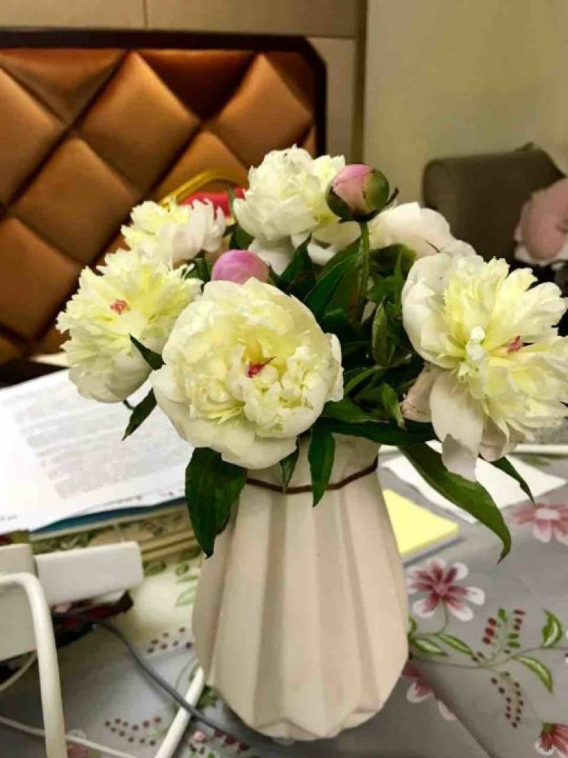 芍药鲜切花，观赏芍药，切花芍药，盆栽芍药，鲜花芍药