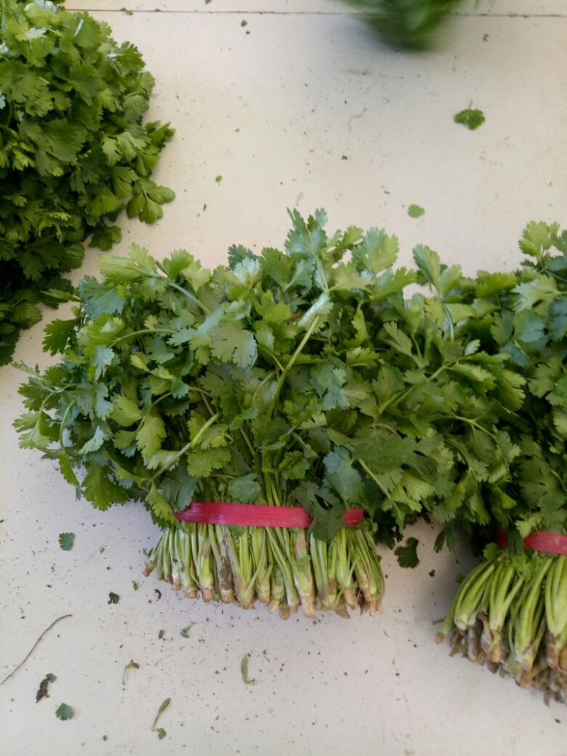 大叶香菜20~30厘米质量很好，价格便宜，欢迎订购，合