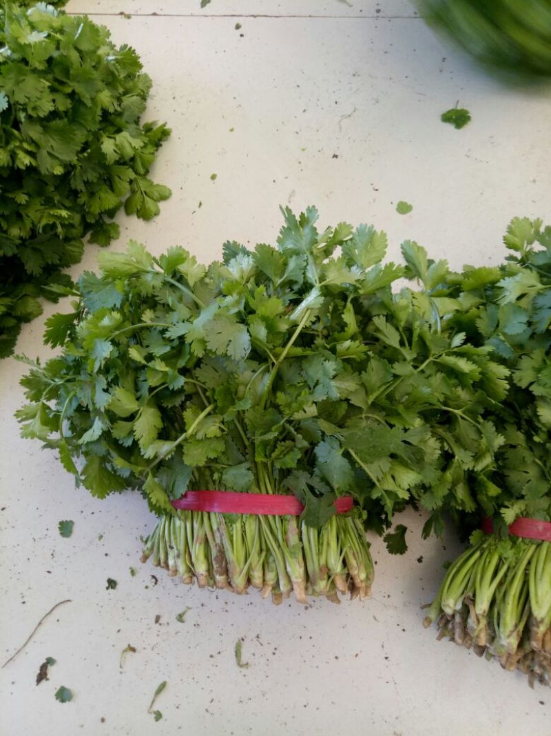 大叶香菜20~30厘米质量很好，价格便宜，欢迎订购，合