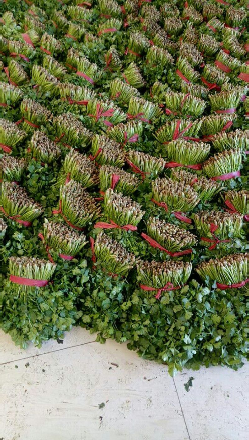 大叶香菜20~30厘米质量很好，价格便宜，欢迎订购，合