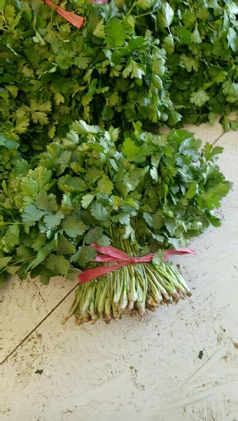 大叶香菜20~30厘米质量很好，价格便宜，欢迎订购，合