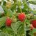 覆盆子苗双季红树莓苗当年结果覆盆子