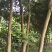 天竺桂10——16公分